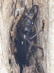 Anthracocentrus capensis