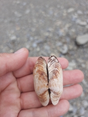 Barbatia novaezealandiae