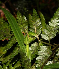 Pterostylis auriculata
