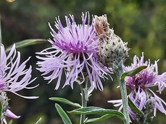 Centaurea scabiosa