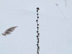 Campanula cervicaria