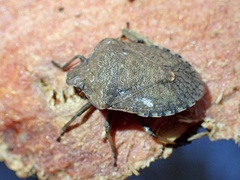 Dictyotus caenosus