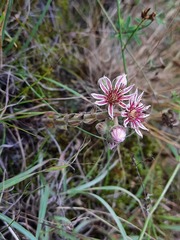 Sempervivum caucasicum