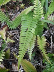 Dryopteris arguta