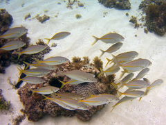 Pseudocaranx dentex
