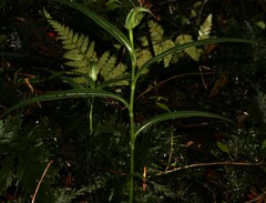 Pterostylis auriculata