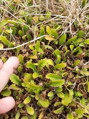 Leptinella dioica
