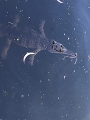 Crocodylus johnstoni