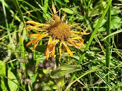 Pentanema orientale