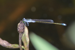 Ischnura pruinescens