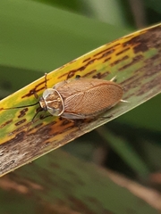 Balta bicolor