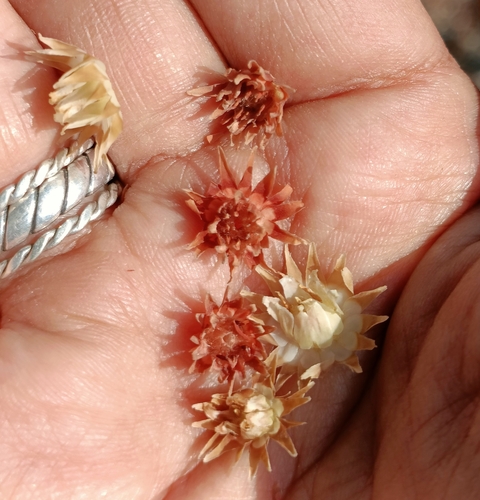 Mimusops elengi