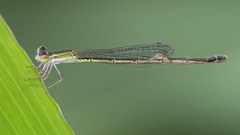 Agriocnemis