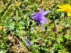 Campanula collina