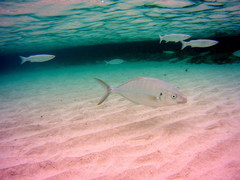 Pseudocaranx dentex