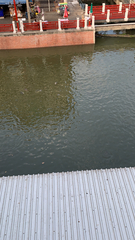 Pangasianodon hypophthalmus