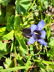 Gentiana septemfida