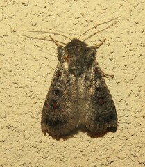 Proteuxoa rubripuncta