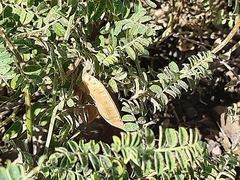 Vicia semiglabra