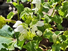 Lamium tomentosum