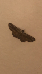 Chloroclystis filata