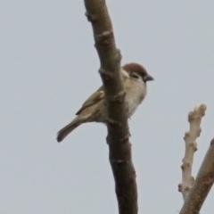 Passer montanus saturatus