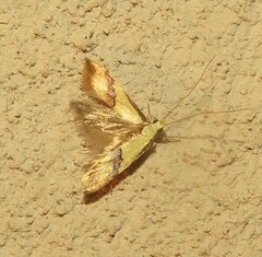 Psaroxantha basilica