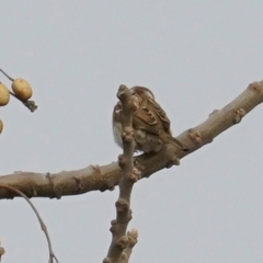 Passer montanus saturatus