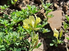Medicago glomerata