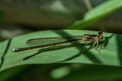 Pseudagrion