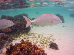 Pseudocaranx dentex