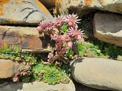 Sempervivum caucasicum