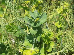Pisum sativum