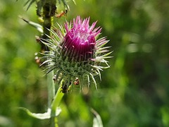 Carduus crispus