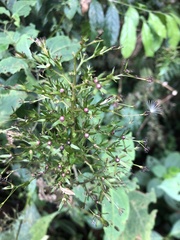 Stenostephanus