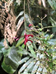 Stenostephanus