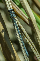 Pseudagrion