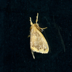 Euproctis fimbriata
