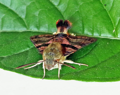 Macroglossum trochilus