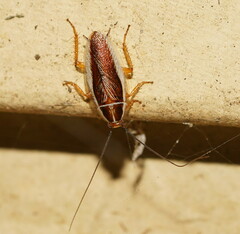 Pseudophyllodromiinae