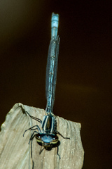 Pseudagrion