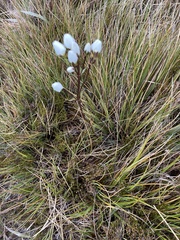 Gentianeae