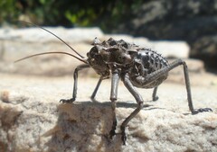 Eugastrini