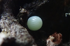 Trapezites symmomus