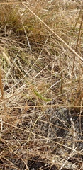 Acrida conica