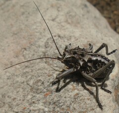 Eugastrini