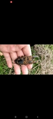 Serrognathus titanus platymelus