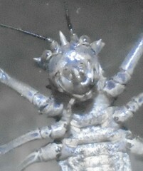 Eugastrini