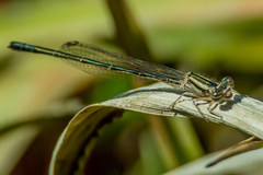 Pseudagrion