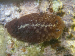 Atagema intecta